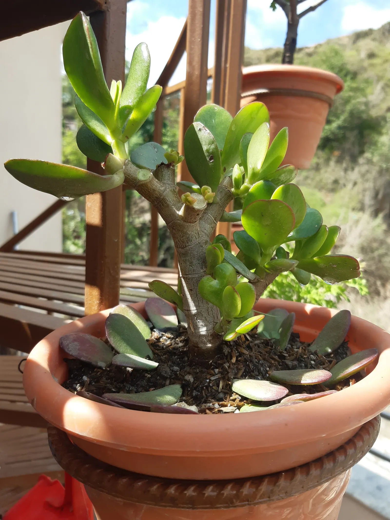 Silver Dollar Plant (Crassula Arborescens) — Not only will this prevent overcrowding; silver Dollar Plant (Crassula arborescens) is an evergreen, image 122