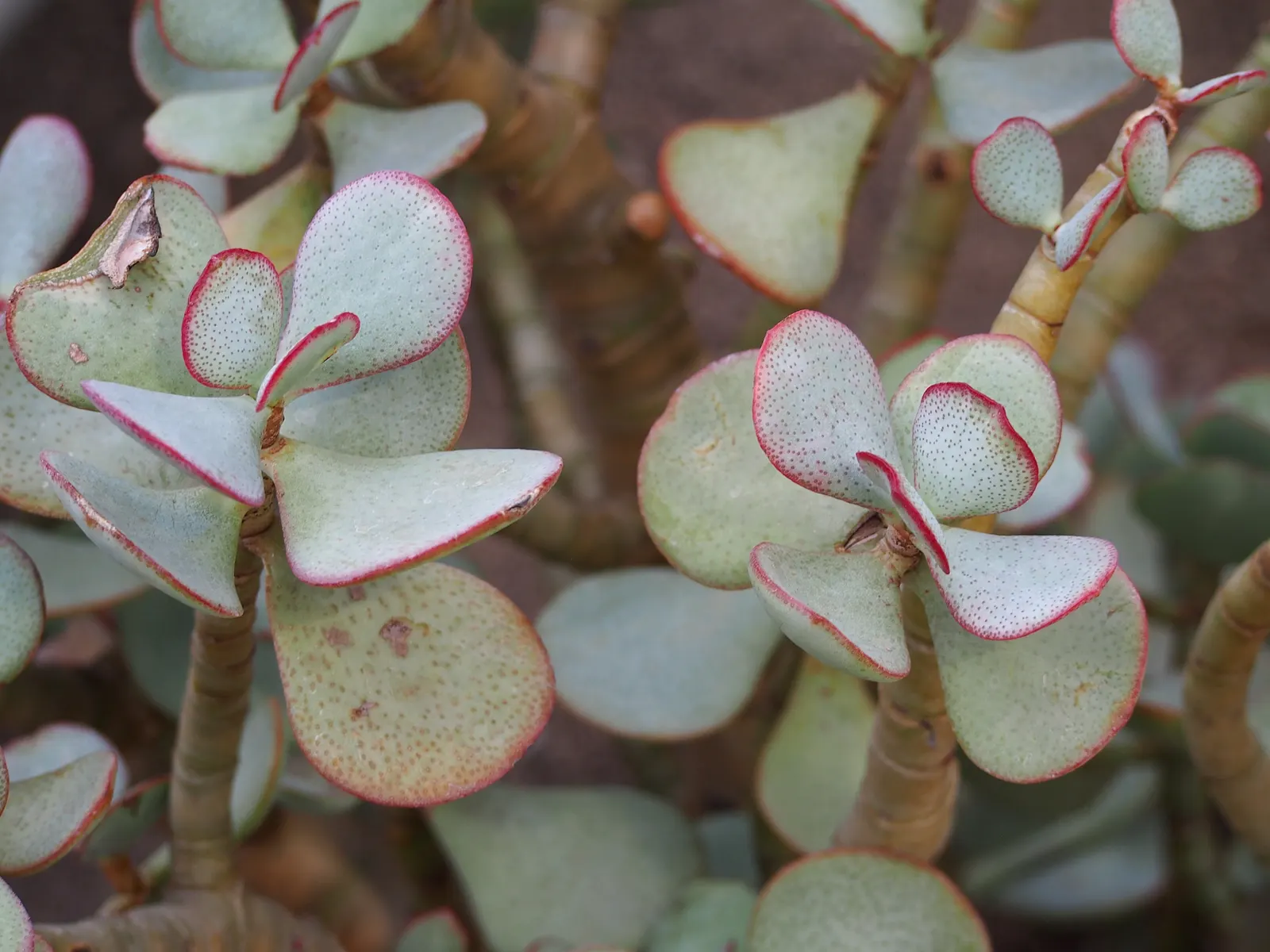 Silver Dollar Plant (Crassula Arborescens) — The Silver Dollar Plant thrives under full sun to partial shade conditions and prefers well-draining soil