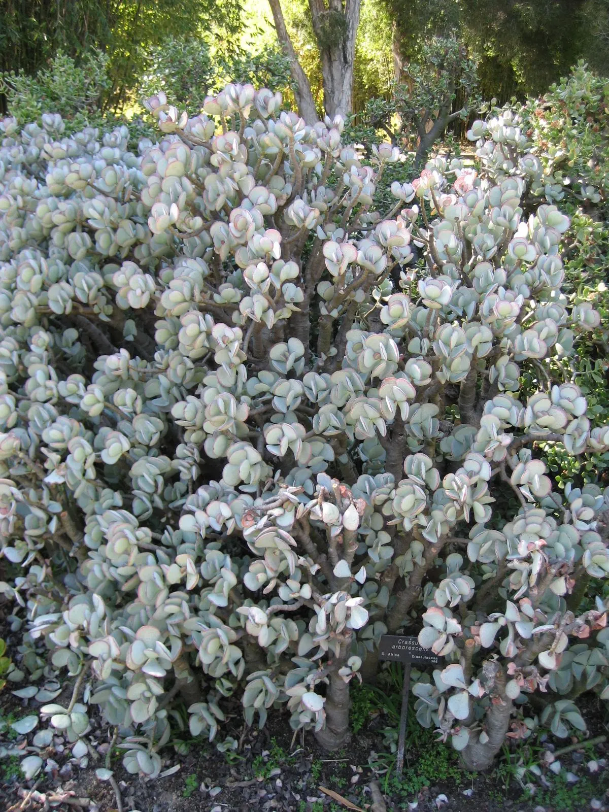 Silver Dollar Plant (Crassula Arborescens) — especially during the summer growth period