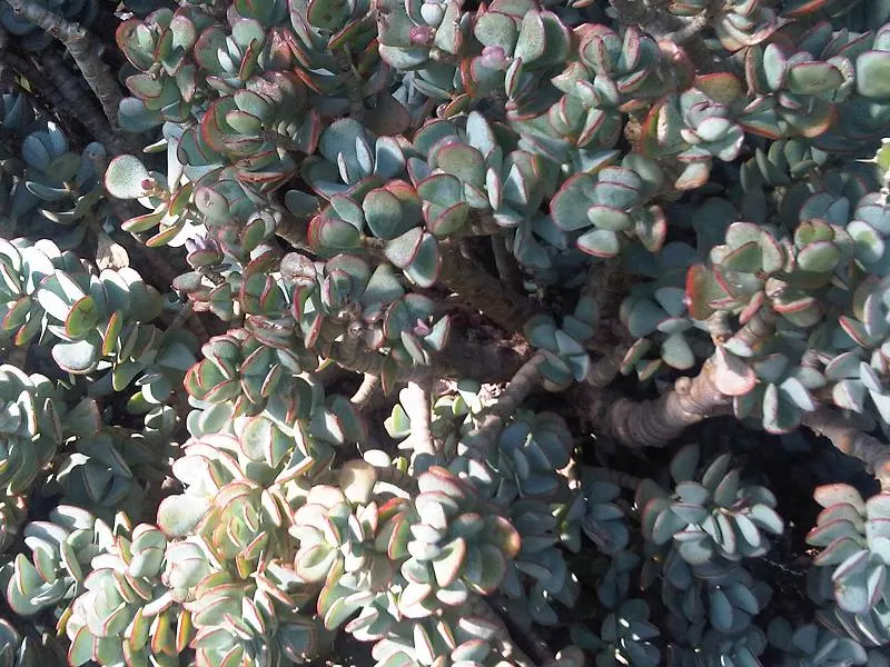 Silver Dollar Plant (Crassula Arborescens) — Not only will this prevent overcrowding