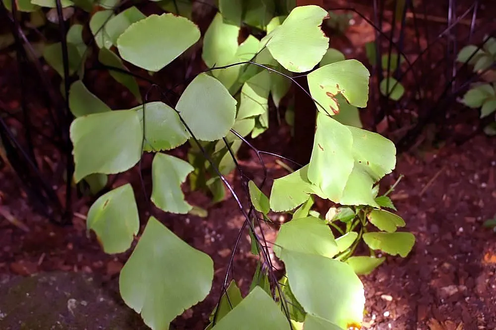 Silver Dollar Plant (Crassula Arborescens) — star-shaped pink or white flowers may emerge; rounded leaves that exhibit a silvery sheen, image 115