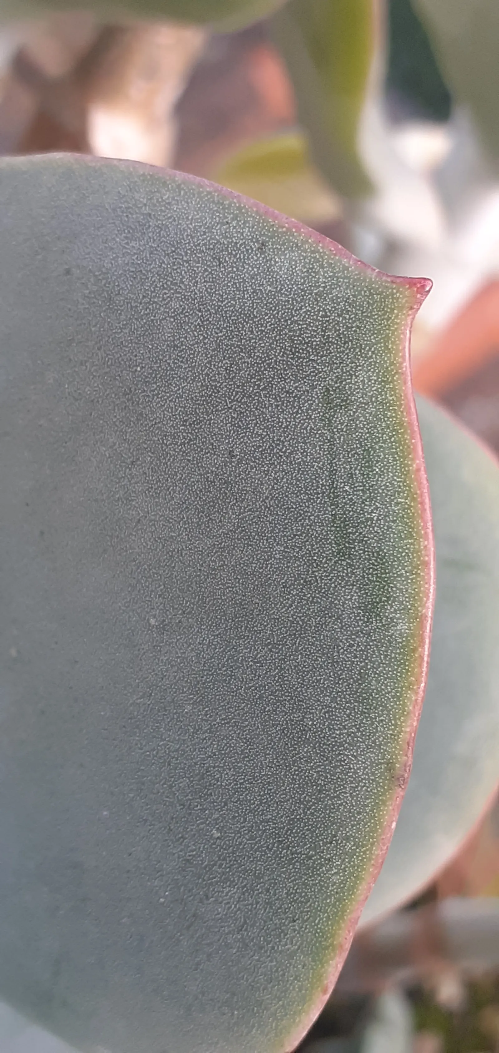 Silver Dollar Plant (Crassula Arborescens) — is a captivating succulent that offers both aesthetic appeal and ease of care; thriving in USDA zones, image 83