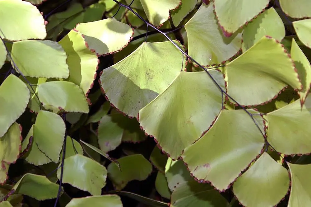 Silver Dollar Plant (Crassula Arborescens) — commonly referred to as the Silver Dollar Plant; ensuring enough space between to accommodate its full, image 57
