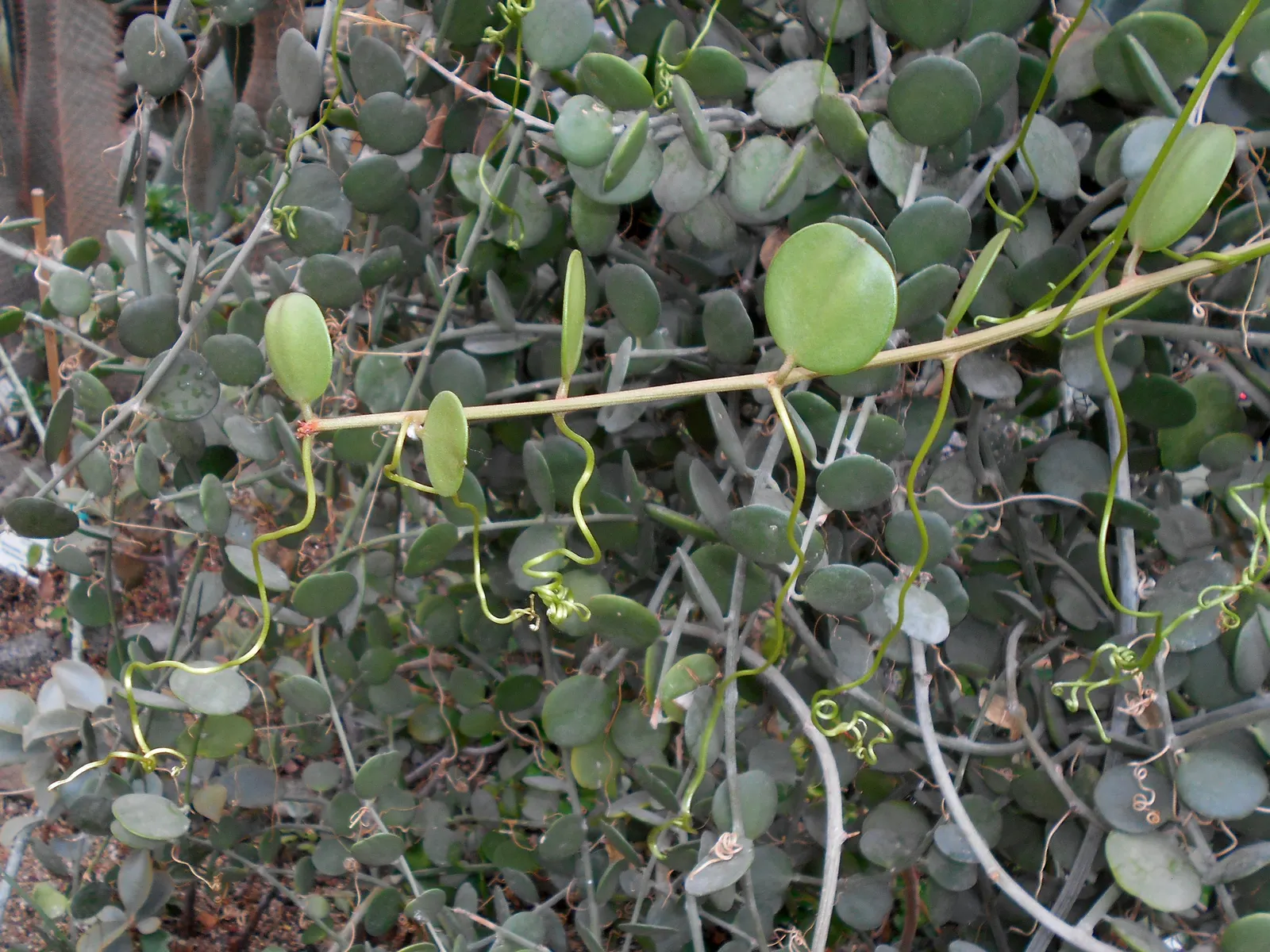 Silver Dollar Plant (Crassula Arborescens) — giving them a lustrous appearance akin to glittering coins; self-contained display of silvery foliage, image 61