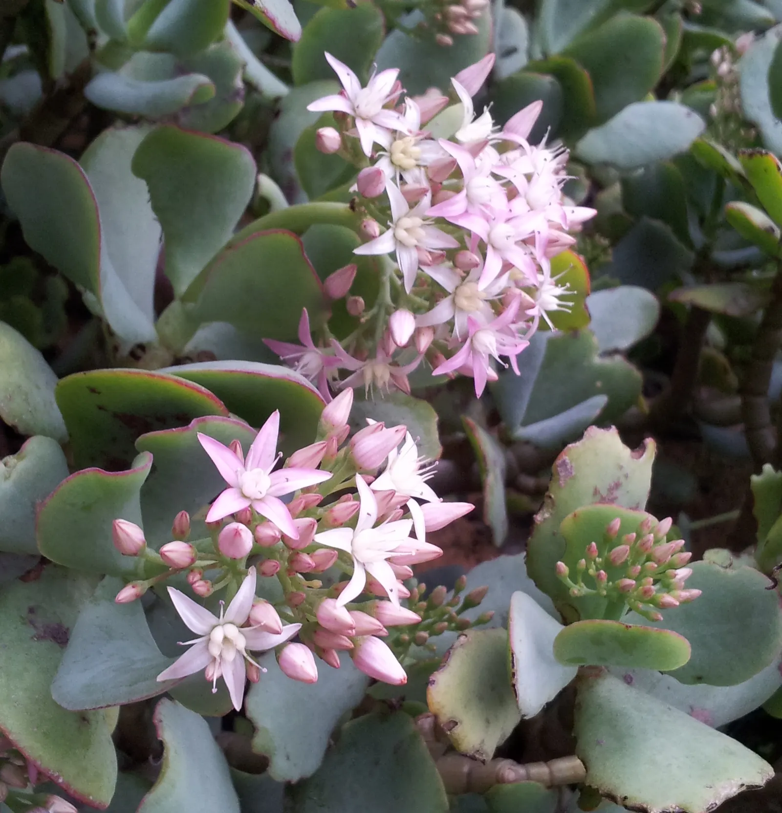 Silver Dollar Plant (Crassula Arborescens) — rounded leaves that exhibit a silvery sheen
