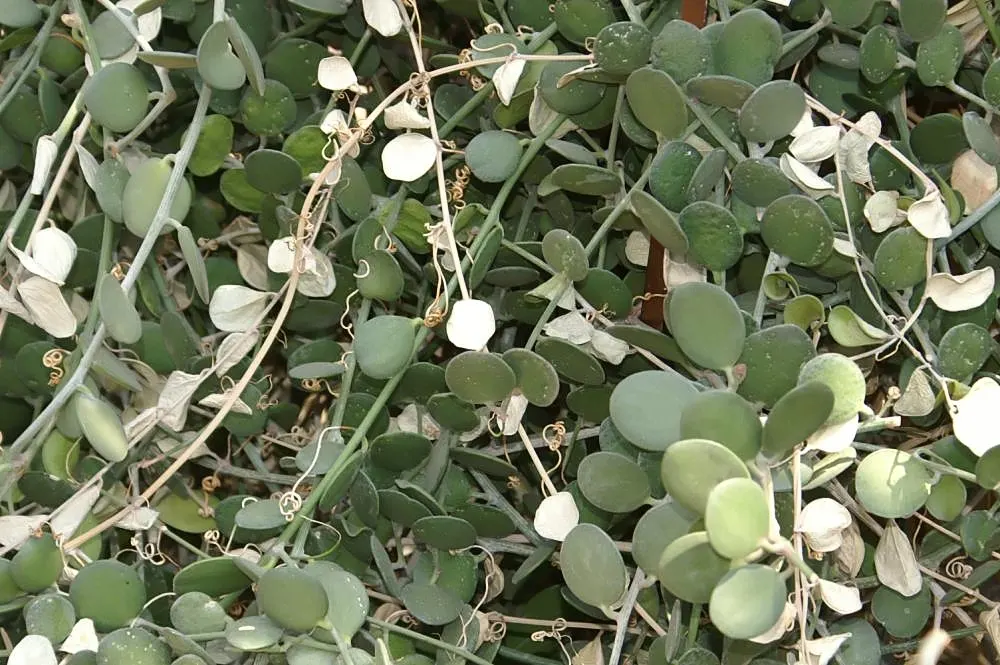Silver Dollar Plant (Crassula Arborescens) — rounded leaves that exhibit a silvery sheen; giving them a lustrous appearance akin to glittering coins, image 77