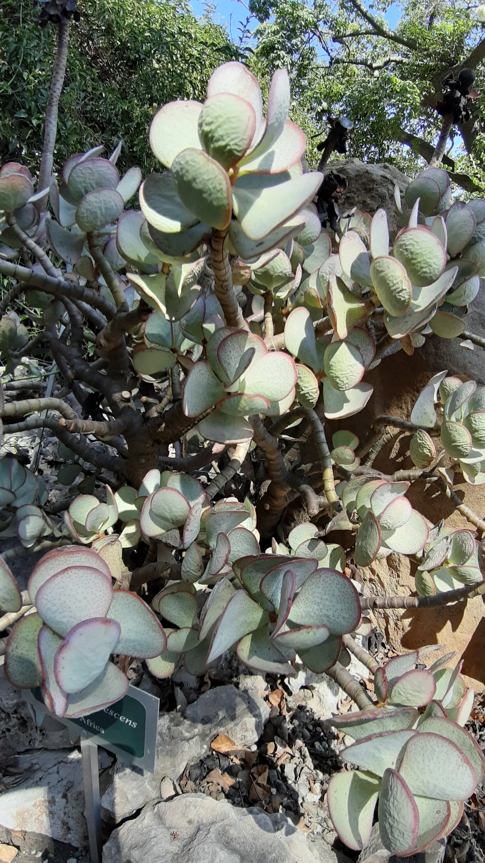 Silver Dollar Plant (Crassula Arborescens) — Not only will this prevent overcrowding; silver Dollar Plant (Crassula arborescens) is an evergreen succulent with