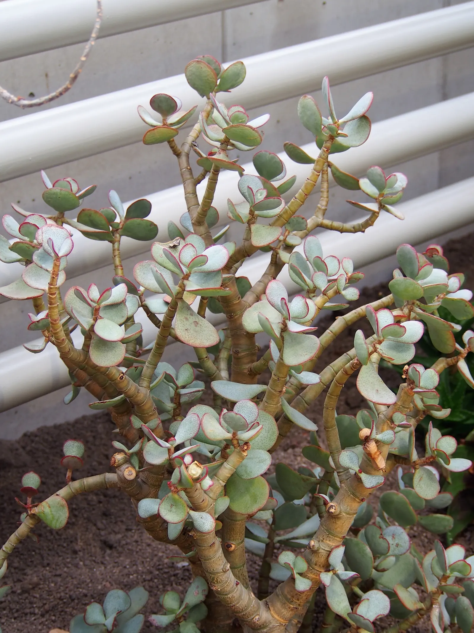 Silver Dollar Plant (Crassula Arborescens) — fleshy leaves are coated with a fine silvery bloom; water requirements for Crassula arborescens are minimal
