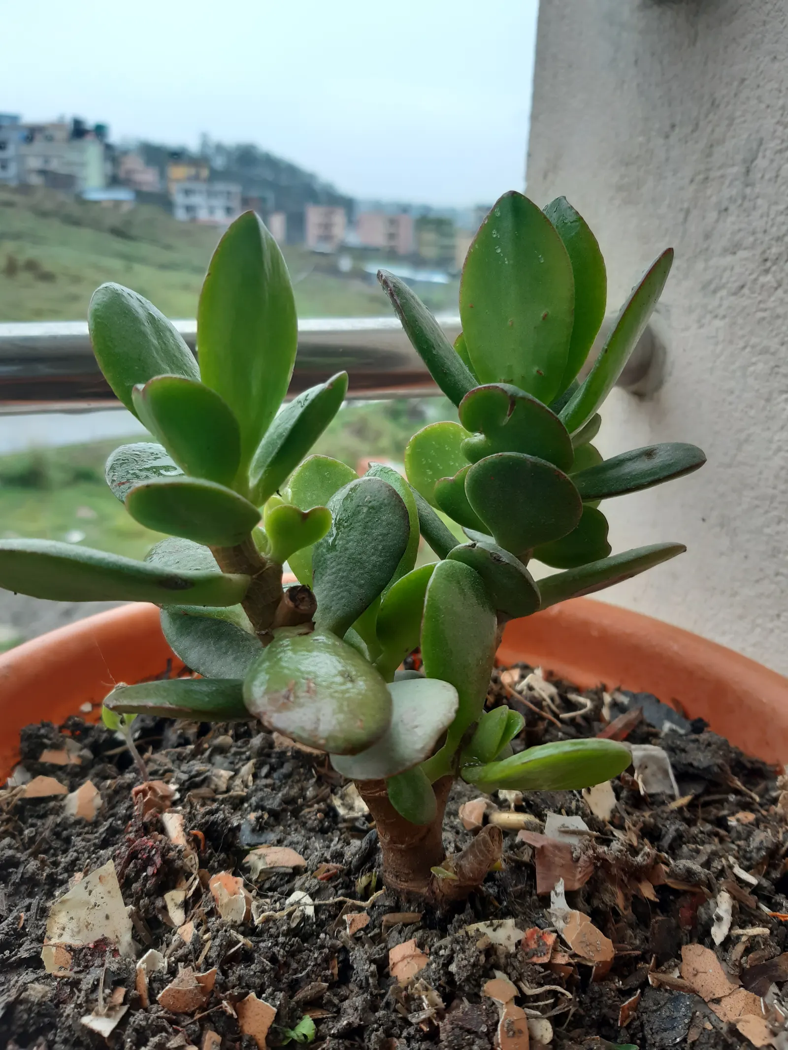 Silver Dollar Plant (Crassula Arborescens) — fleshy leaves are coated with a fine silvery bloom; water requirements for Crassula arborescens are, image 60