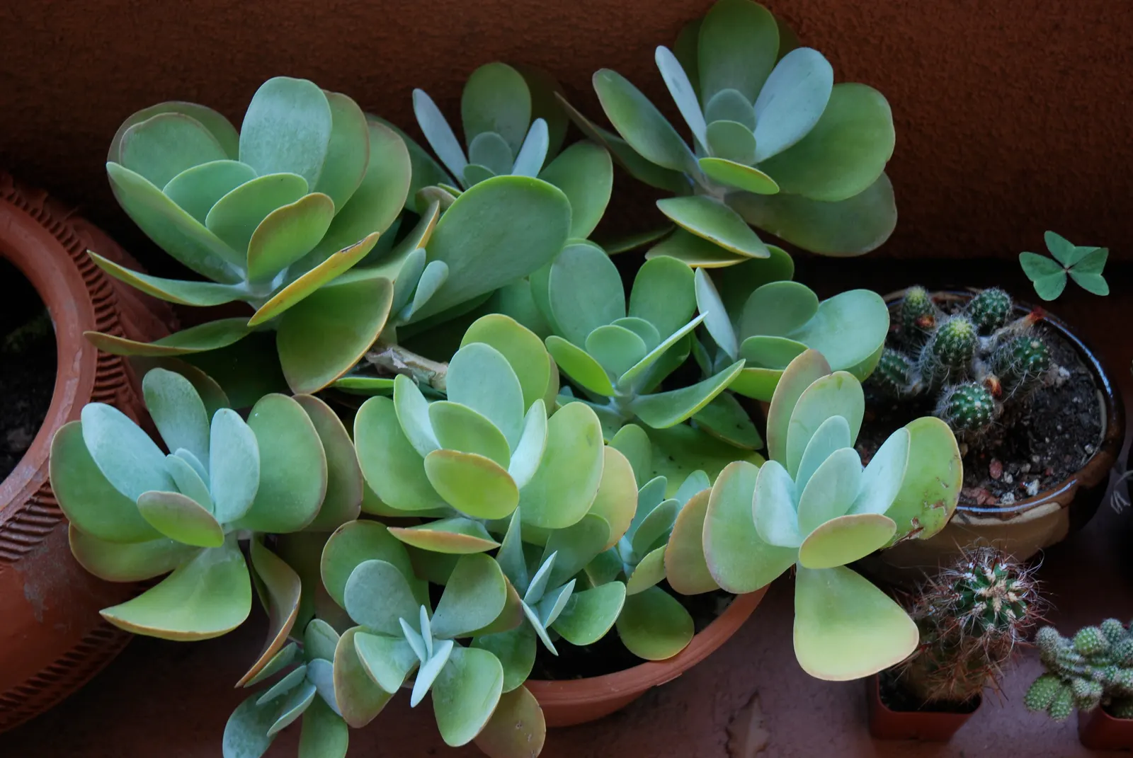 Silver Dollar Plant (Crassula Arborescens) — necessitating only occasional deep watering; but it will also allow each Silver Dollar Plant to become, image 118