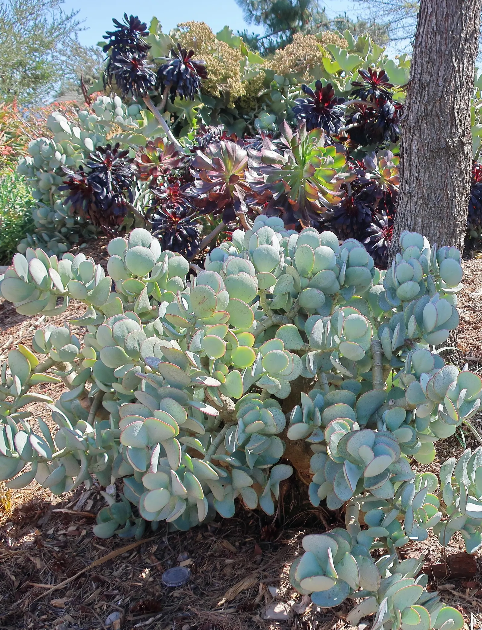 Silver Dollar Plant (Crassula Arborescens) — star-shaped pink or white flowers may emerge; rounded leaves that exhibit a silvery sheen, image 65