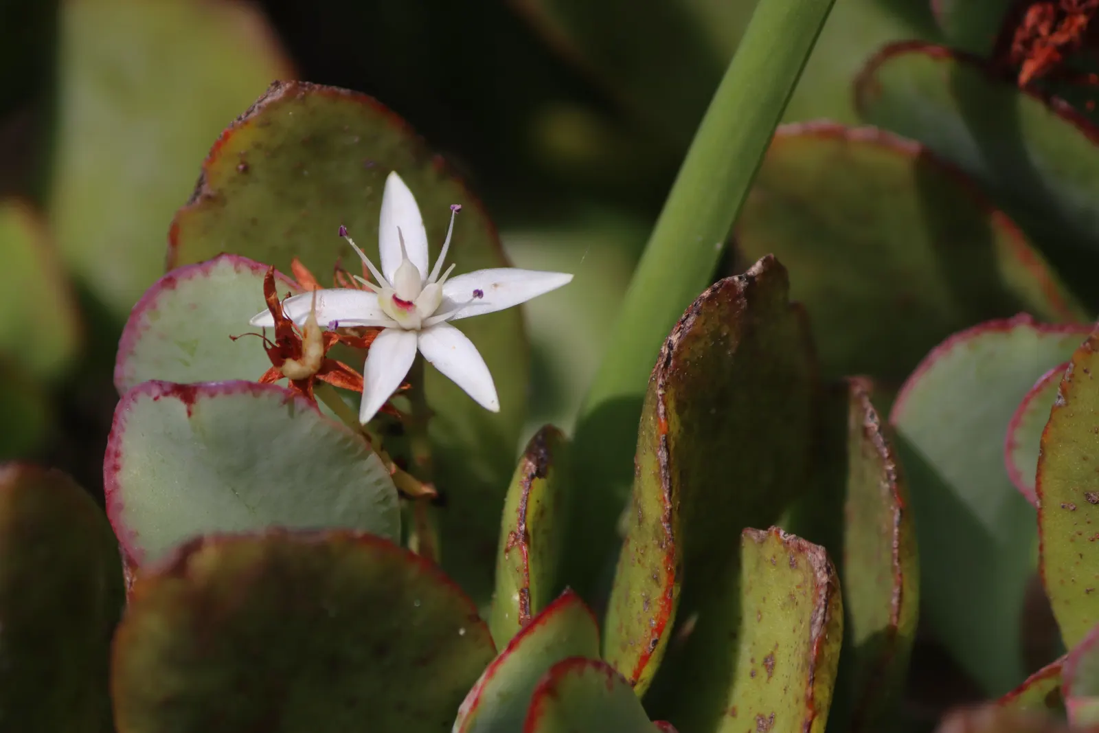 Silver Dollar Plant (Crassula Arborescens) — Silver Dollar Plant (Crassula arborescens) is an evergreen succulent with fleshy; it requires well-drained soil
