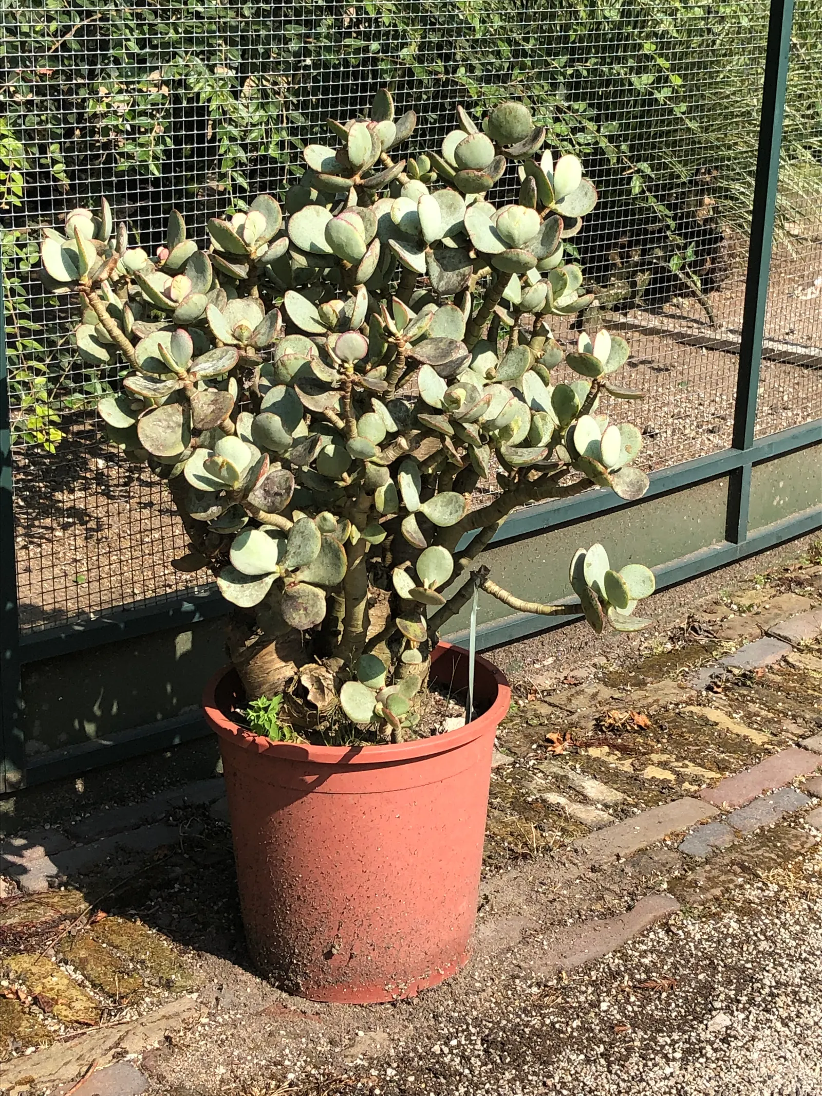 Silver Dollar Plant (Crassula Arborescens) — consider grouping it with other drought-tolerant plants
