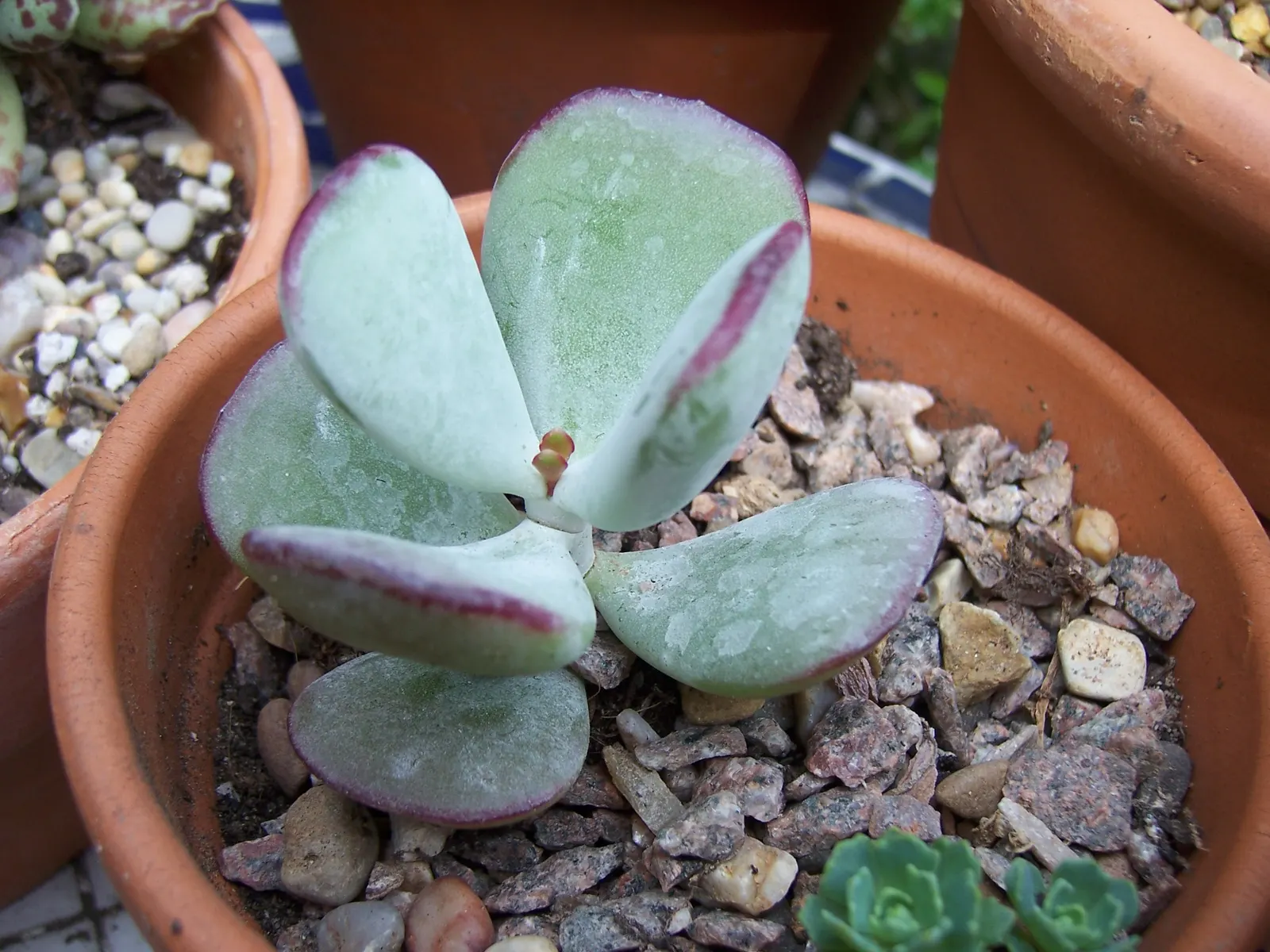 Silver Dollar Plant (Crassula Arborescens) — consider grouping it with other drought-tolerant plants; the Silver Dollar Plant thrives under full, image 95