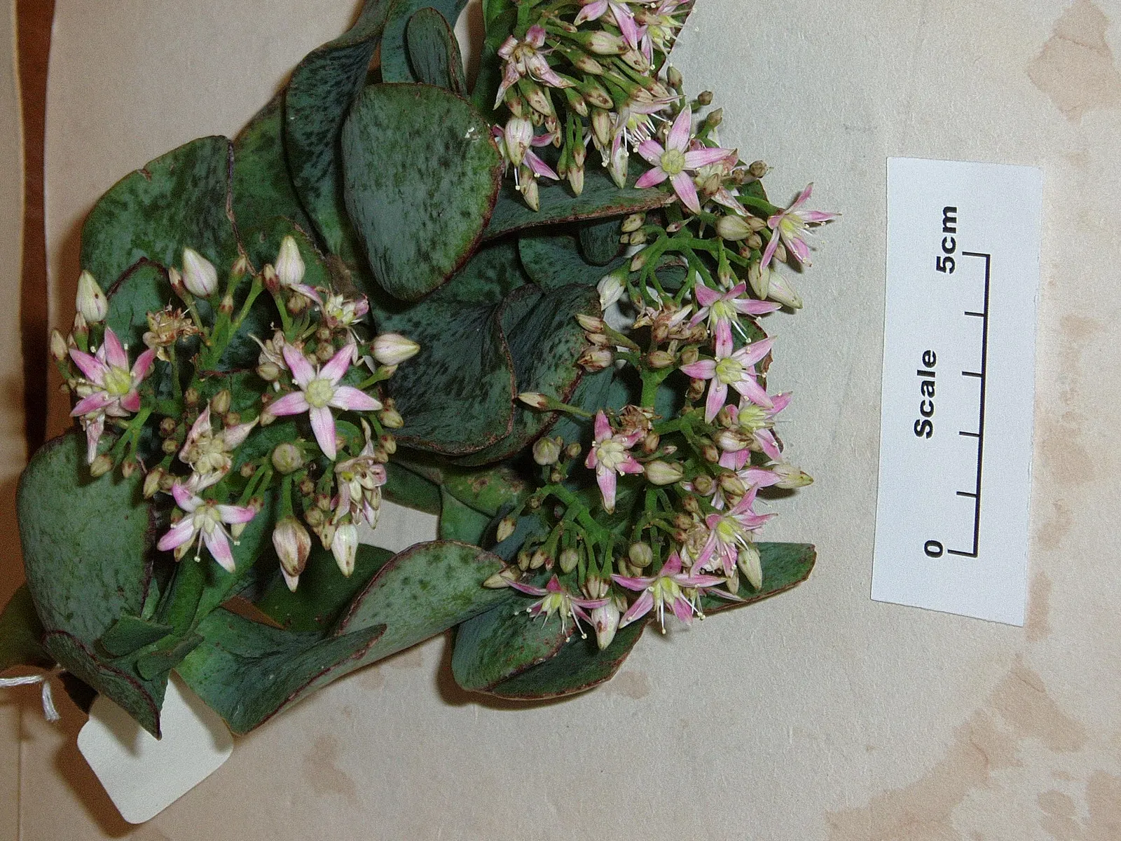 Silver Dollar Plant (Crassula Arborescens) — Minimal water needs make it ideal for xeriscapes; commonly referred to as the Silver Dollar Plant, image 55