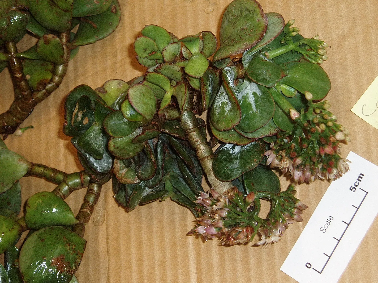 Silver Dollar Plant (Crassula Arborescens) — The Silver Dollar Plant thrives under full sun to partial shade conditions and prefers well-draining soil; in