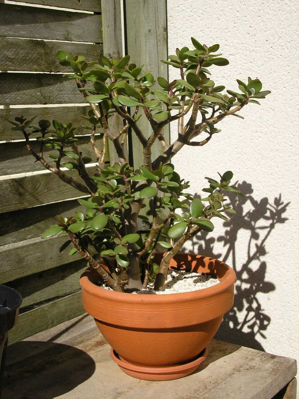 Silver Dollar Plant (Crassula Arborescens) — Minimal water needs make it ideal for xeriscapes; commonly referred to as the Silver Dollar Plant, image 105