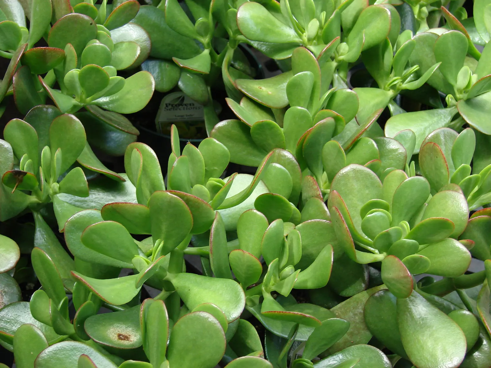 Silver Dollar Plant (Crassula Arborescens) — In winter, it blooms with small pink flowers, adding seasonal interest to low-maintenance landscapes