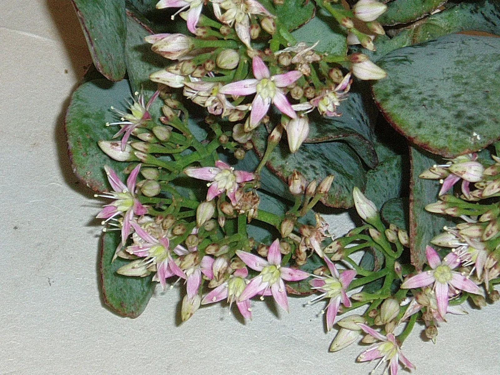 Silver Dollar Plant (Crassula Arborescens) — Silver Dollar Plant (Crassula arborescens) is an evergreen succulent with fleshy; it requires, image 76