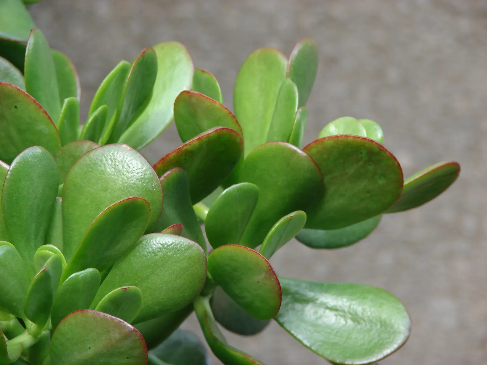 Silver Dollar Plant (Crassula Arborescens) — adding a delicate contrast to the sturdy foliage