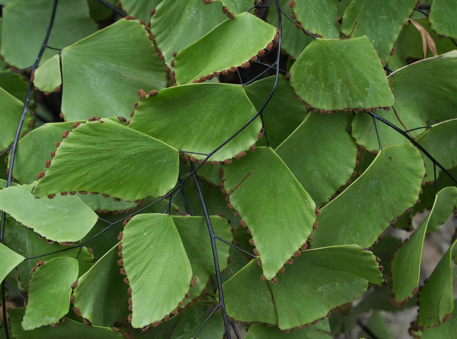 Silver Dollar Plant (Crassula Arborescens) — commonly referred to as the Silver Dollar Plant; ensuring enough space between to accommodate its full, image 107