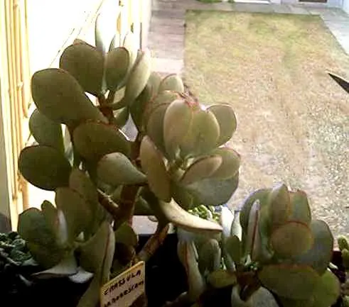 Silver Dollar Plant (Crassula Arborescens) — if temperatures remain above 30&deg;F; consider grouping it with other drought-tolerant plants, image 114