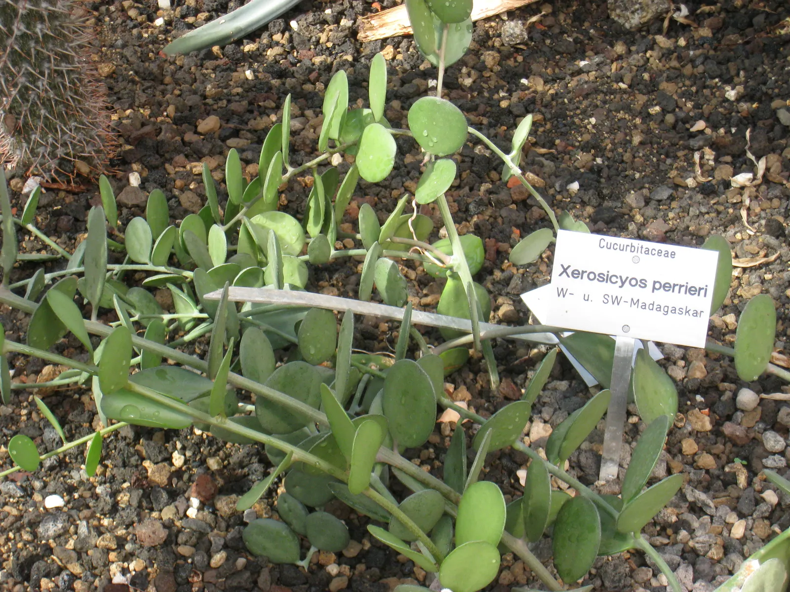 Silver Dollar Plant (Crassula Arborescens) — consider grouping it with other drought-tolerant plants; the Silver Dollar Plant thrives under full, image 70
