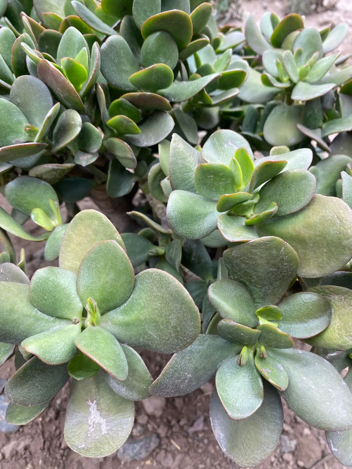 Silver Dollar Plant (Crassula Arborescens) — is a captivating succulent that offers both aesthetic appeal and ease of care
