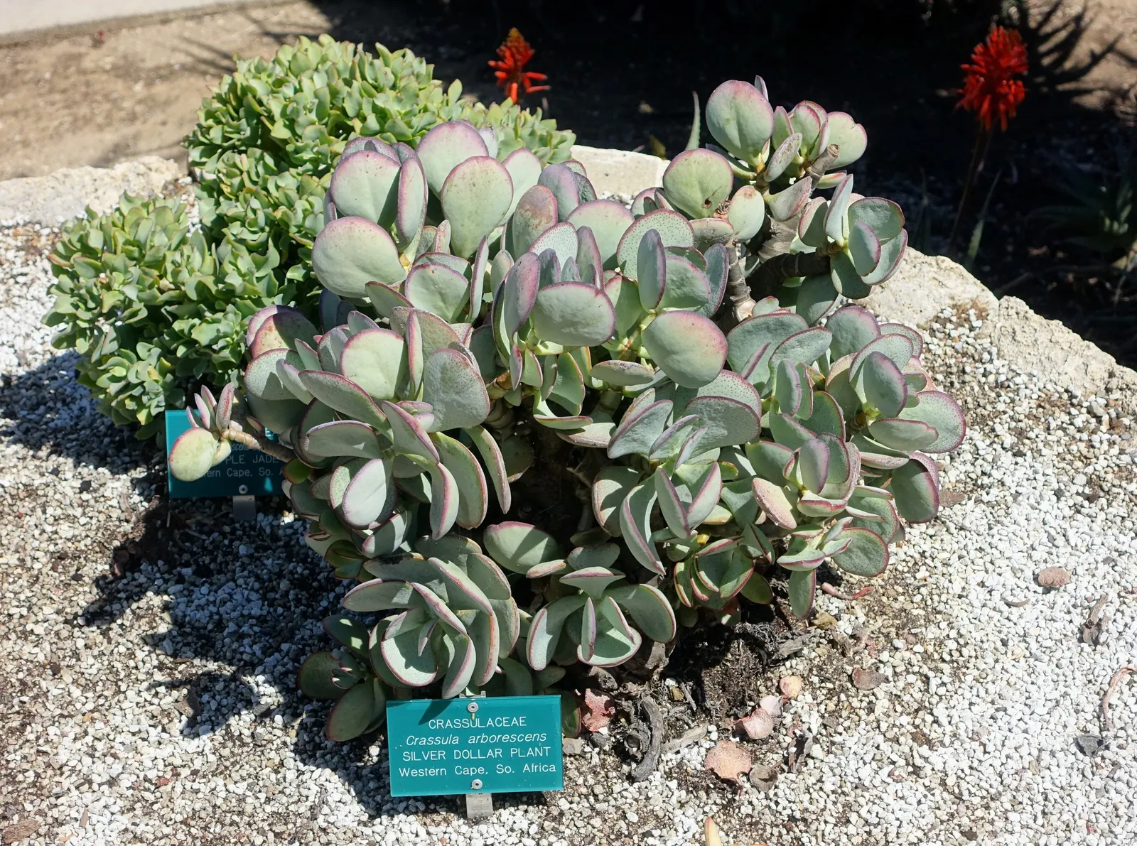 Silver Dollar Plant (Crassula Arborescens) — It requires well-drained soil and full sun to partial shade; shrub / succulent for full or half, image 104