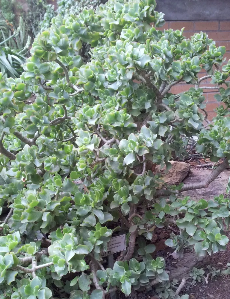Silver Dollar Plant (Crassula Arborescens) — is a captivating succulent that offers both aesthetic appeal and ease of care; thriving in USDA zones, image 58