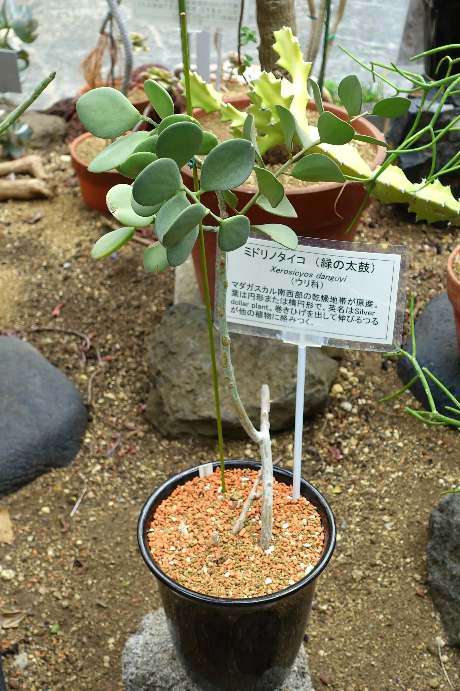 Silver Dollar Plant (Crassula Arborescens) — making it an excellent addition to any landscape design; fleshy leaves are coated with a fine silvery, image 84