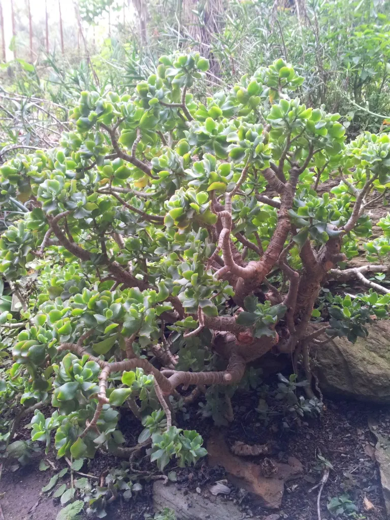 Silver Dollar Plant (Crassula Arborescens) — but it will also allow each Silver Dollar Plant to become an elegant; is a captivating succulent that, image 123