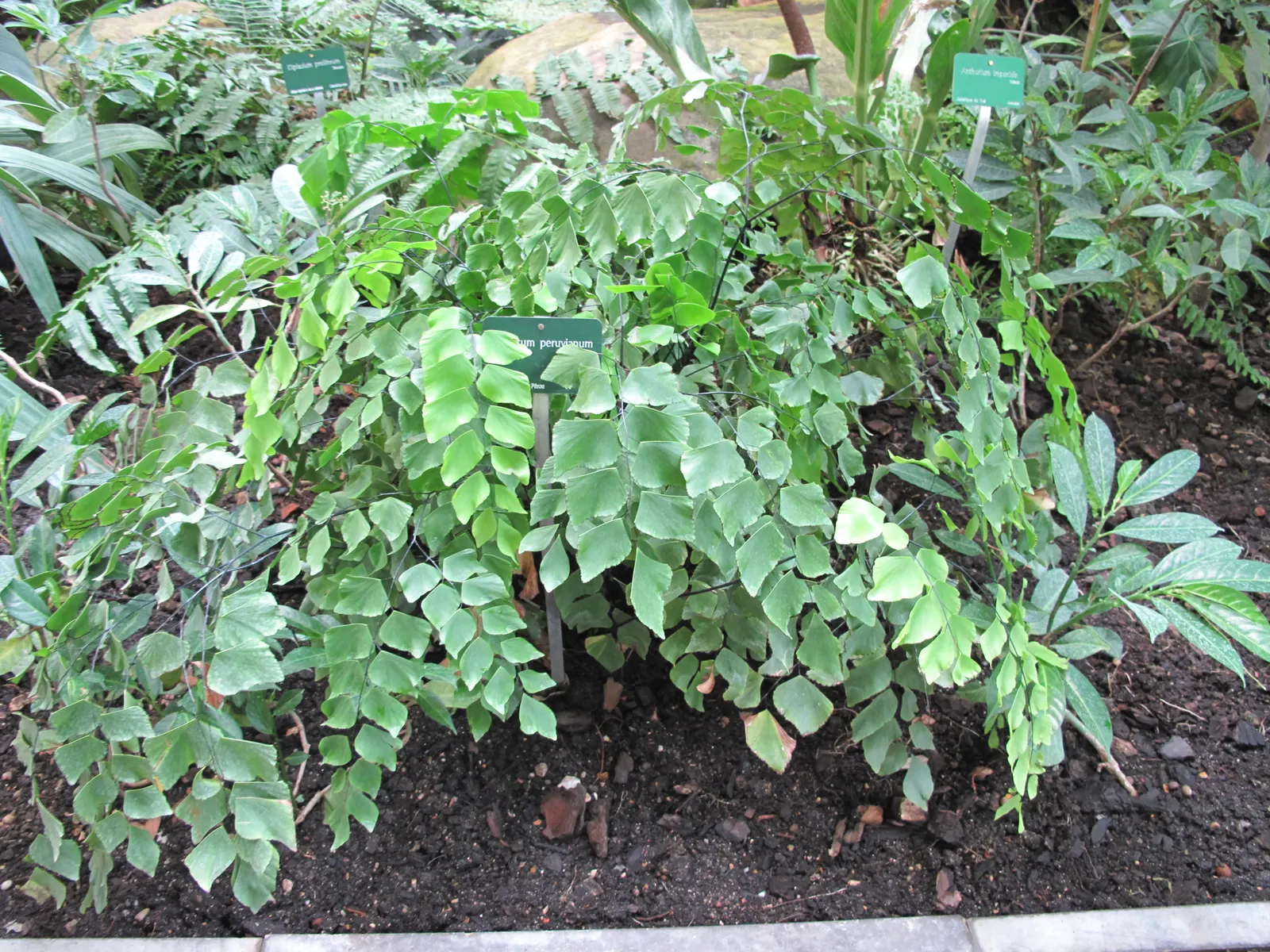 Silver Dollar Plant (Crassula Arborescens) — if temperatures remain above 30&deg;F; consider grouping it with other drought-tolerant plants, image 64