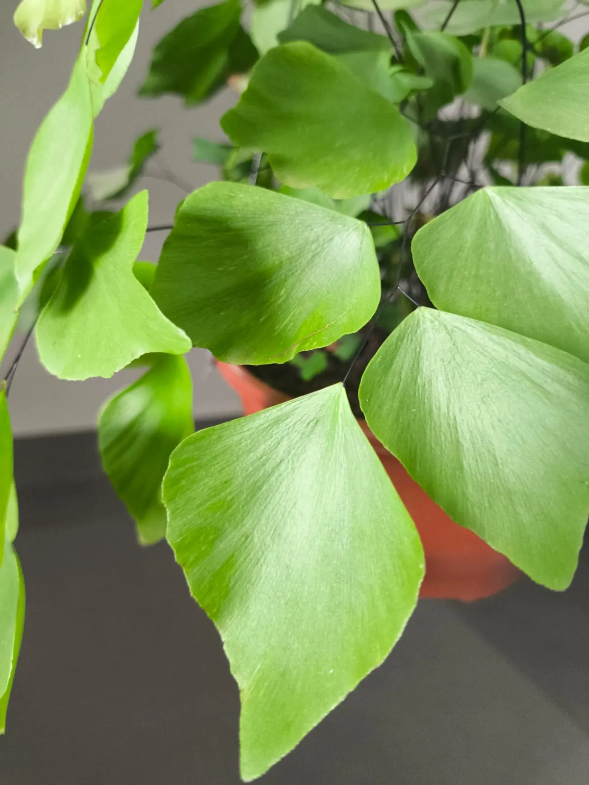Silver Dollar Plant (Crassula Arborescens) — adding a delicate contrast to the sturdy foliage; making it an excellent addition to any landscape, image 91