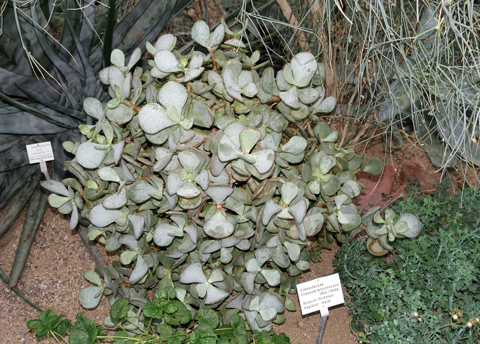 Silver Dollar Plant (Crassula Arborescens) — especially during the summer growth period; minimal water needs make it ideal for xeriscapes, image 94