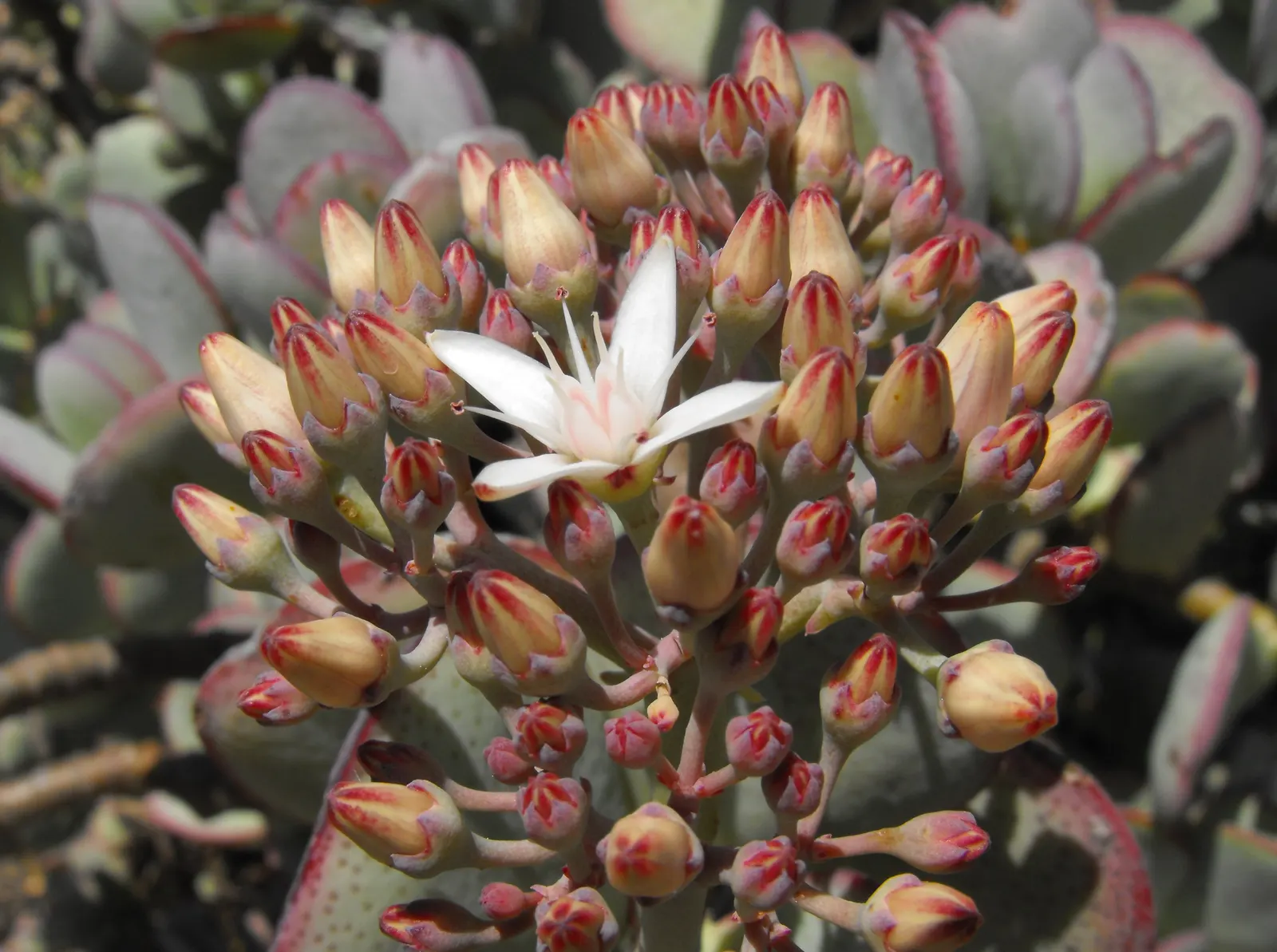 Silver Dollar Plant (Crassula Arborescens) — making it suitable for xeriscaping or regions with limited rainfall.<br><br>During the cooler months