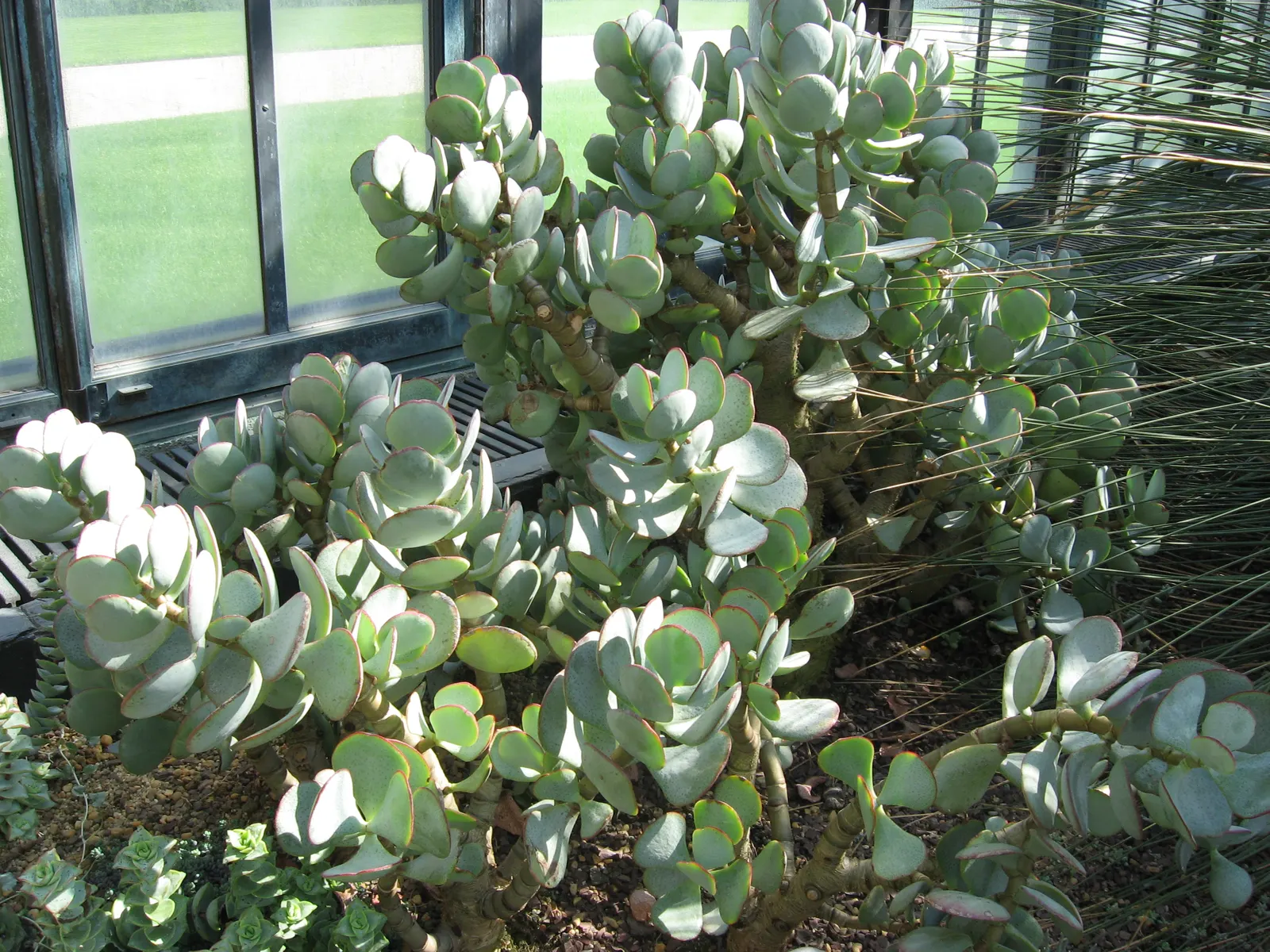 Silver Dollar Plant (Crassula Arborescens) — Not only will this prevent overcrowding; silver Dollar Plant (Crassula arborescens) is an evergreen, image 72