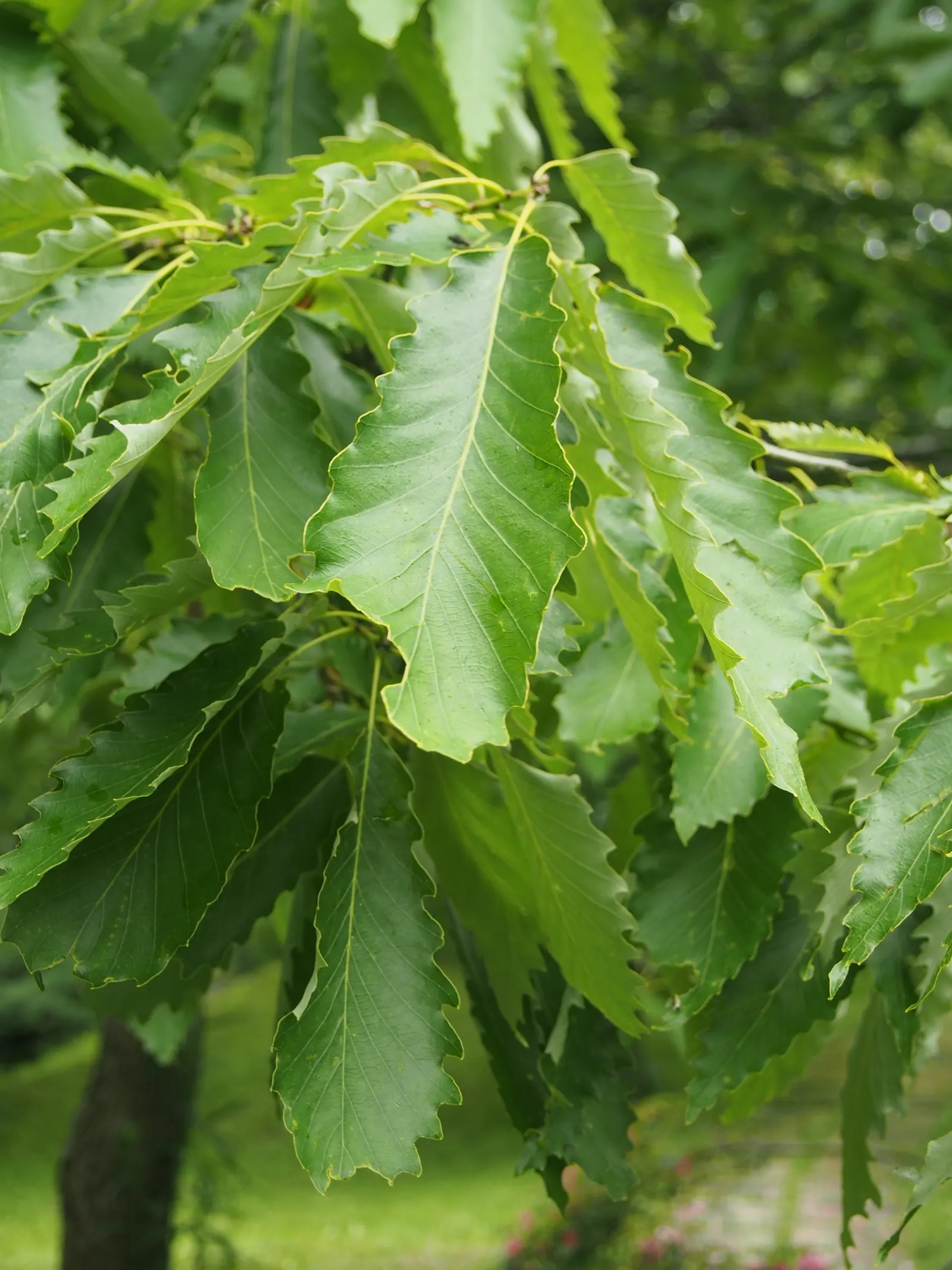 Chinquapin Oak (Quercus Muehlenbergii) — while small at around 0.5 to 1 inch