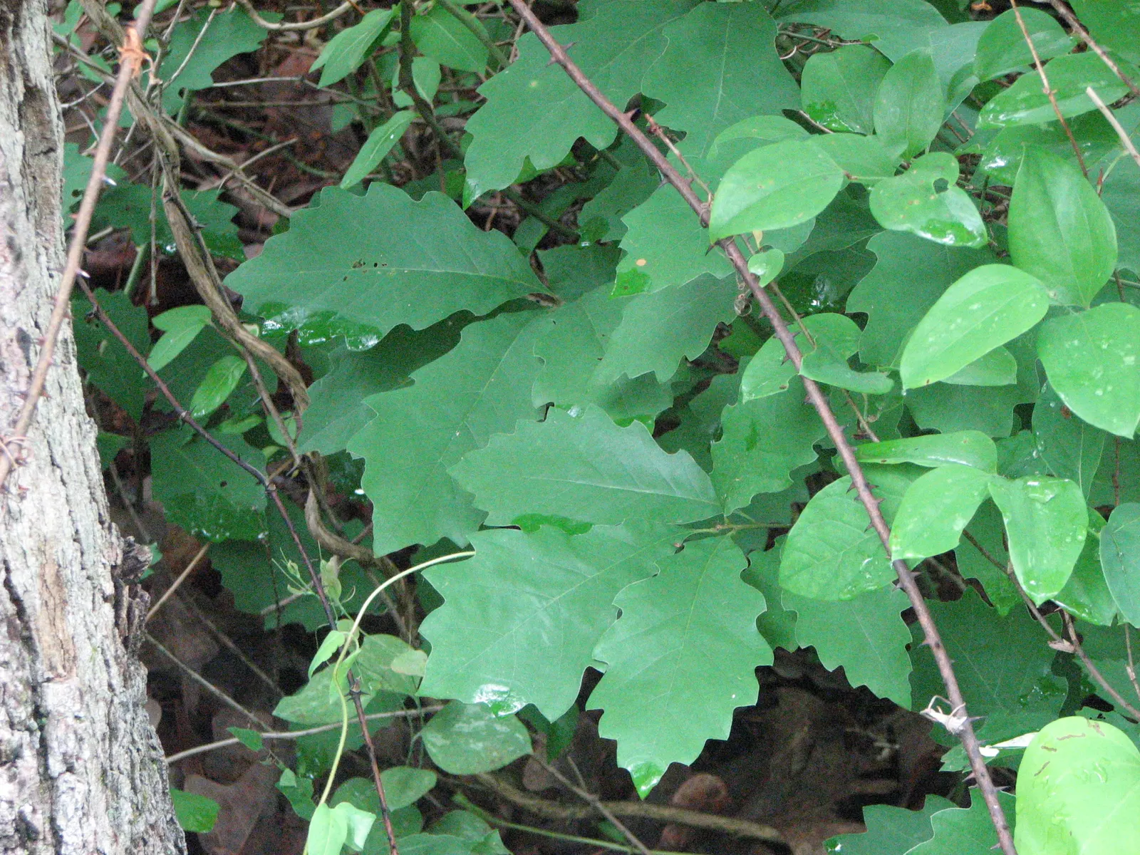 Chinquapin Oak (Quercus Muehlenbergii) — and they undergo a striking transformation throughout the seasons; bright green in the spring and summer; is a