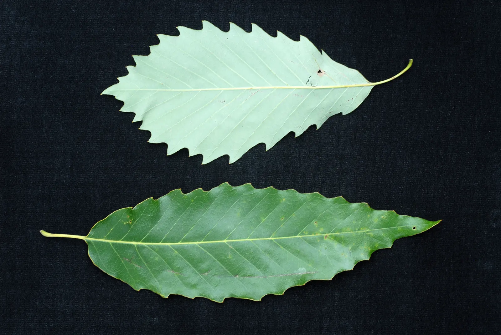 Chinquapin Oak (Quercus Muehlenbergii) — It grows to 40-70 feet tall with a similar spread
