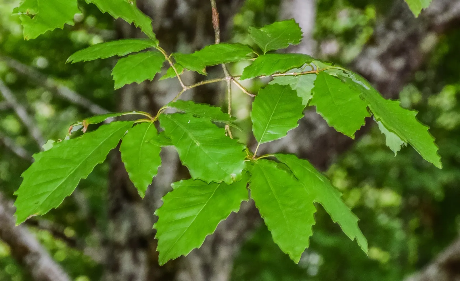 Chinquapin Oak (Quercus Muehlenbergii) — making it a versatile choice for diverse landscapes