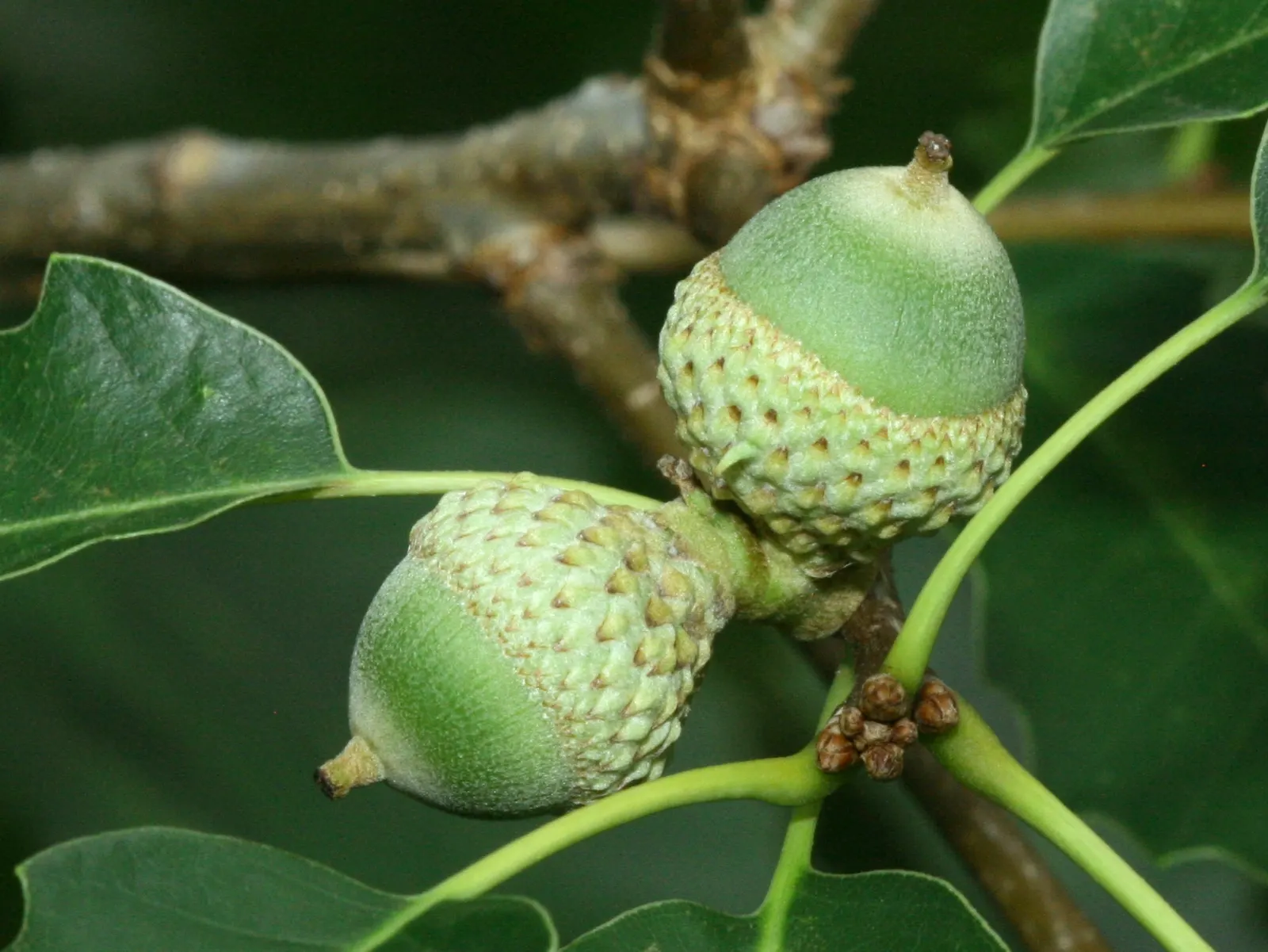 Chinquapin Oak (Quercus Muehlenbergii) — The Chinquapin Oak's hardiness and grandeur make it an excellent selection for parks; making it a versatile choice for