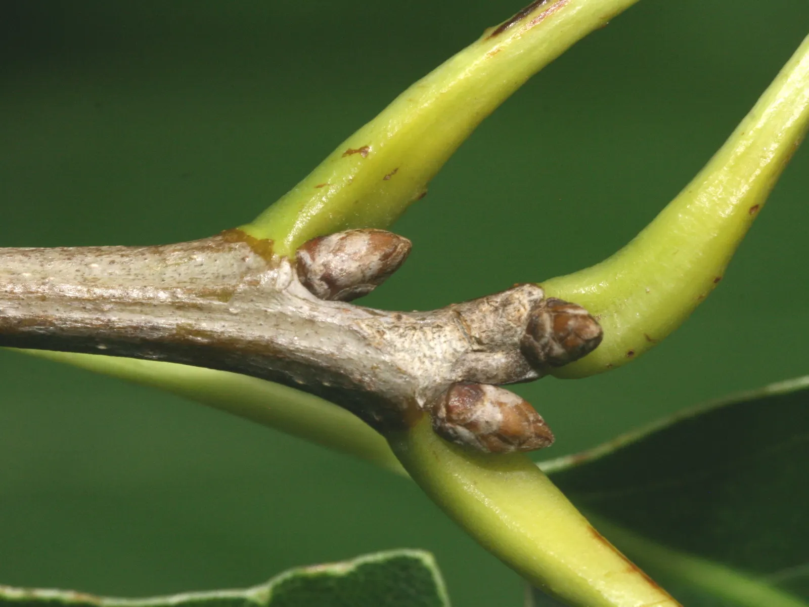 Chinquapin Oak (Quercus Muehlenbergii) — ensure ample space is provided to accommodate its eventual size