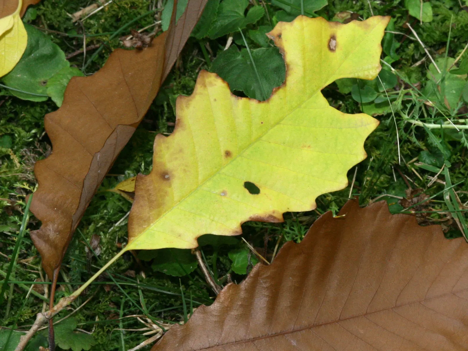 Chinquapin Oak (Quercus Muehlenbergii) — This species thrives in well-drained soils and full sun exposure, offering a generous shade canopy; when, image 62