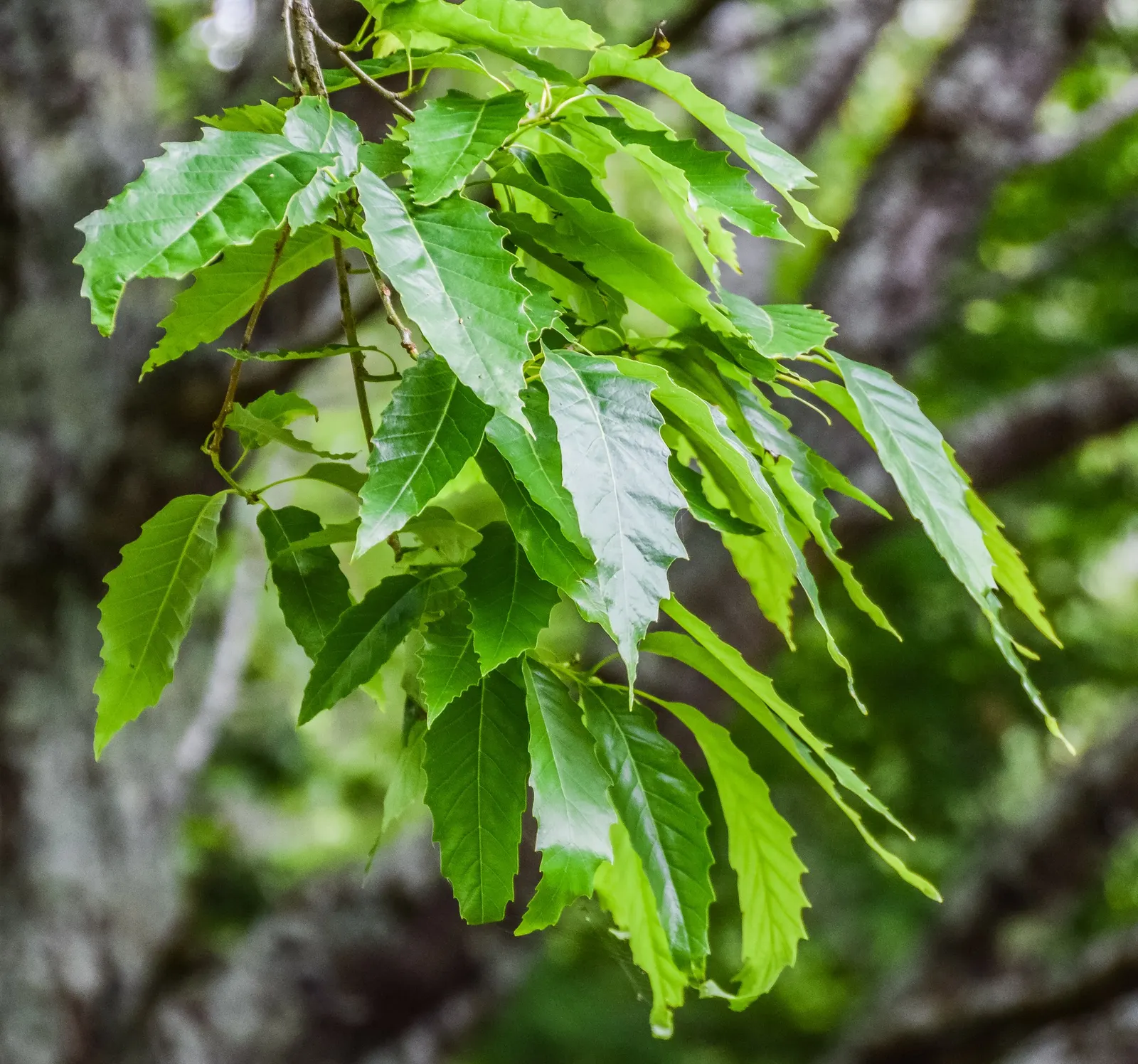 Chinquapin Oak (Quercus Muehlenbergii) — is a majestic deciduous tree favored for its adaptability and stately appearance in landscape design