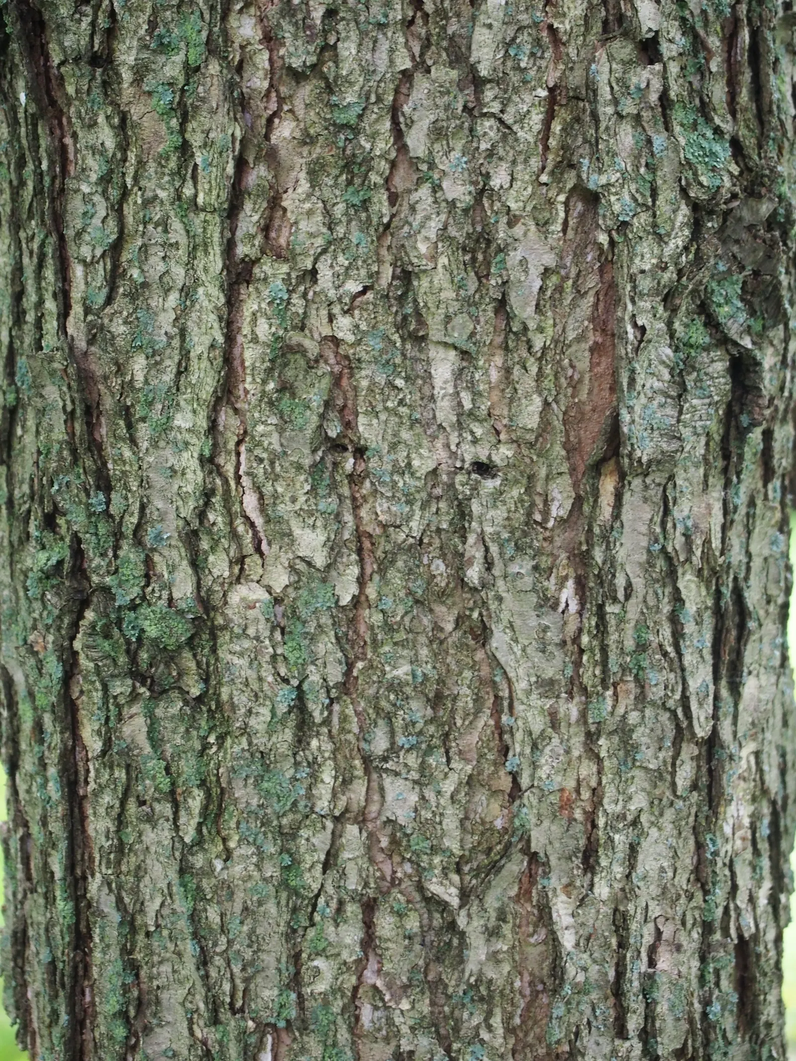 Chinquapin Oak (Quercus Muehlenbergii) — rounded canopy.<br><br>Its leaves are a distinctive feature