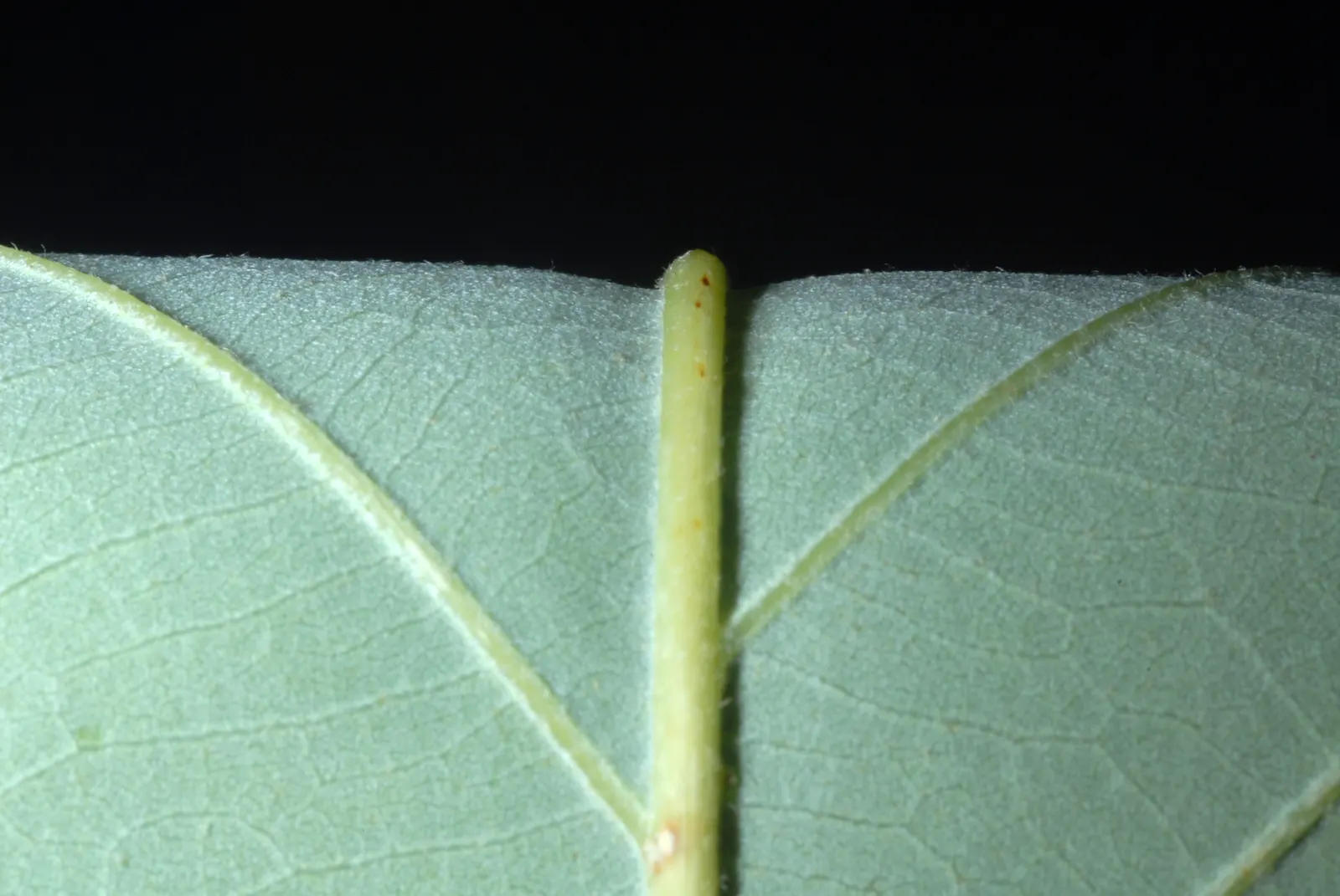 Chinquapin Oak (Quercus Muehlenbergii) — rounded canopy.<br><br>Its leaves are a distinctive feature; are sweet and attract a plethora of wildlife