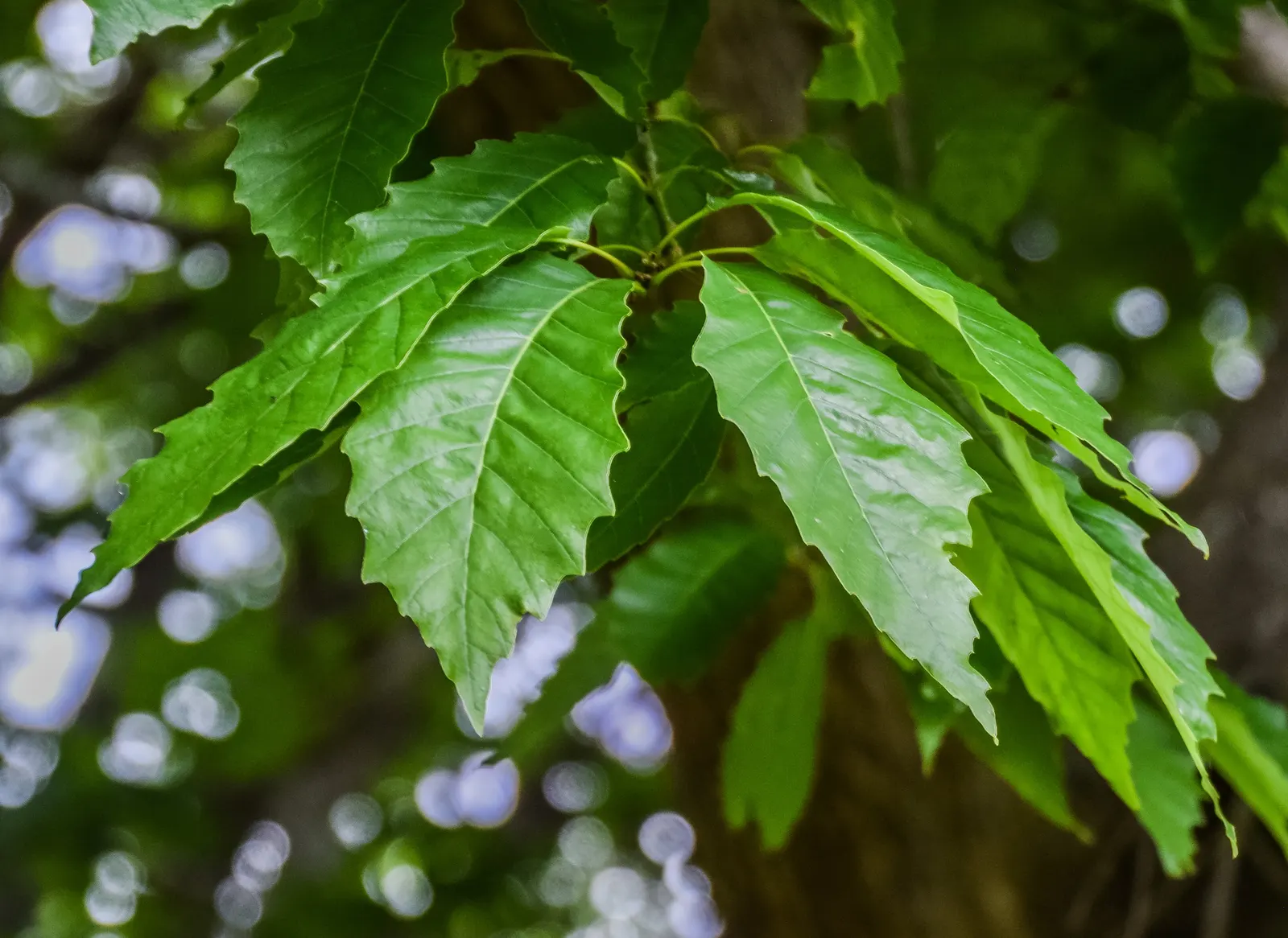 Chinquapin Oak (Quercus Muehlenbergii) — scientifically referred to as Quercus muehlenbergii