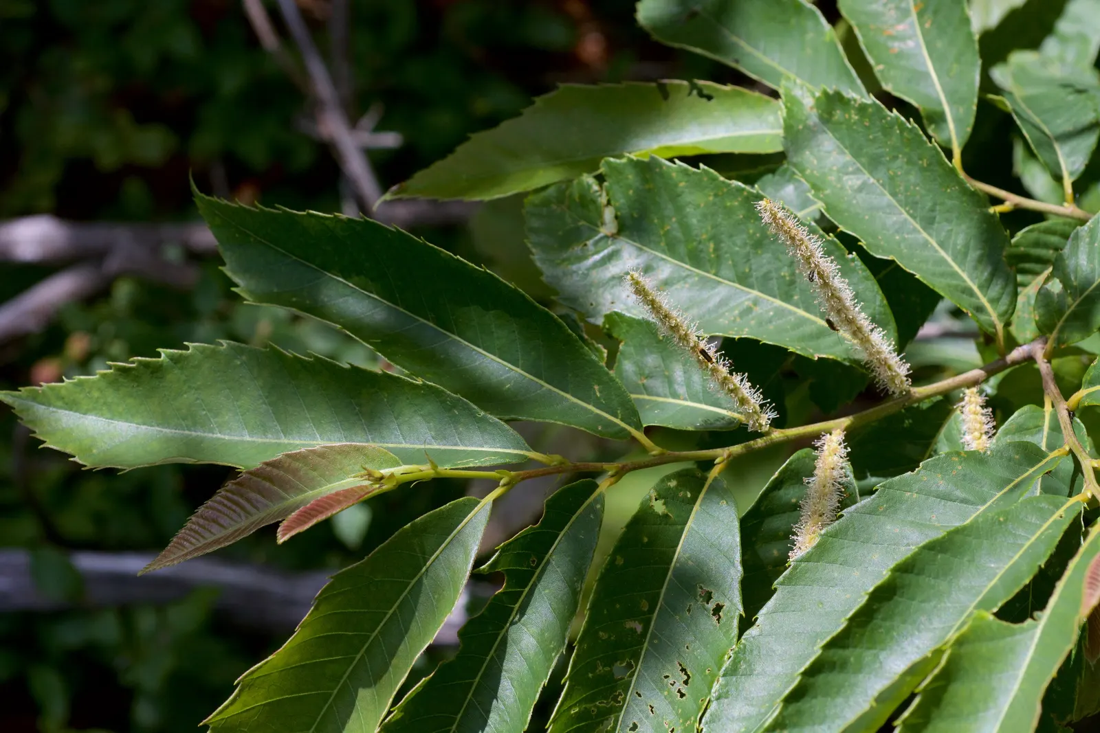 Chinquapin Oak (Quercus Muehlenbergii) — typically adding about 1 to 2 feet annually.<br><br>Its acorns; the Chinquapin Oak's hardiness and grandeur make it an