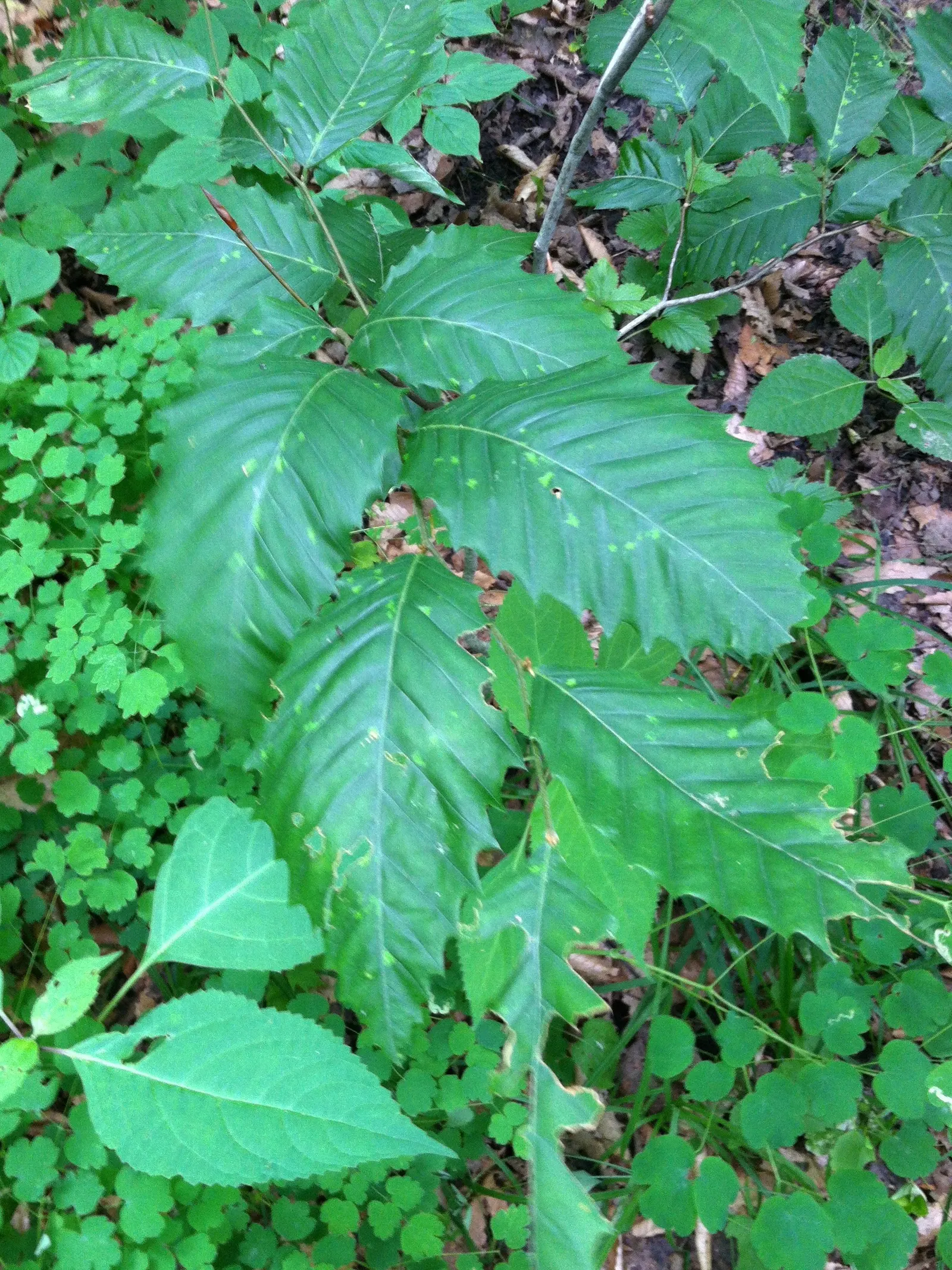Chinquapin Oak (Quercus Muehlenbergii) — known for its adaptability and attractive toothed leaves